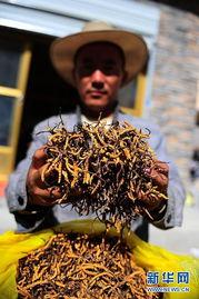 虫草新闻爆料,揭秘虫草市场乱象与真相  第1张